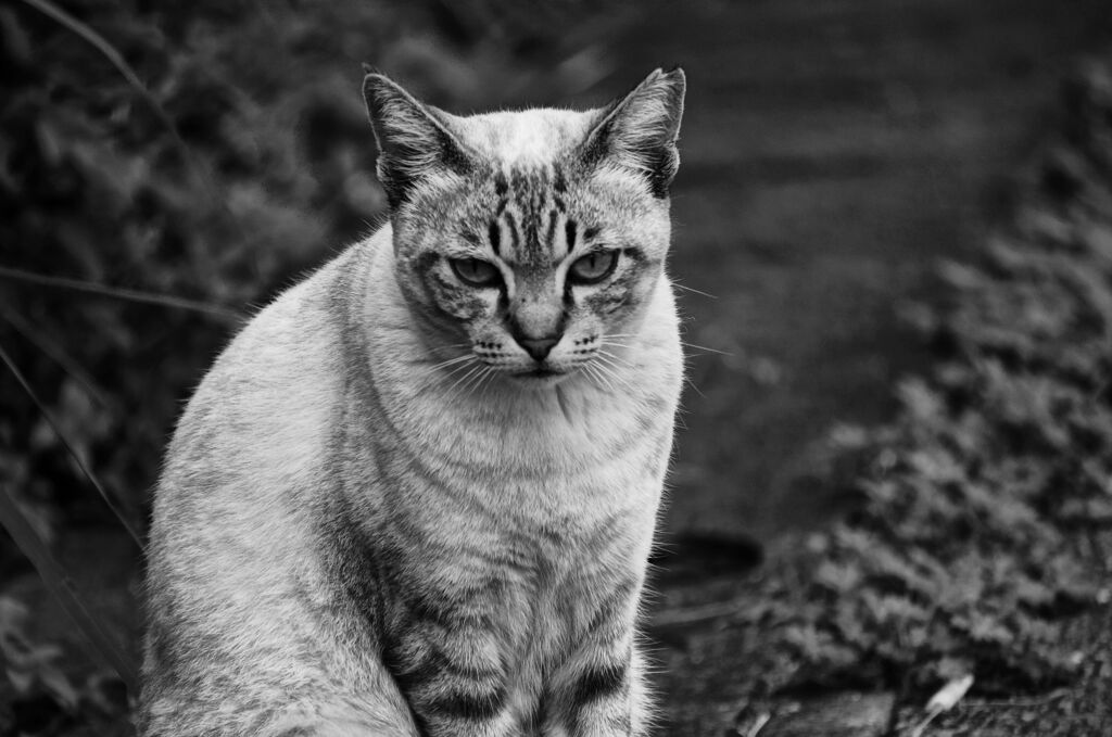 ねこ