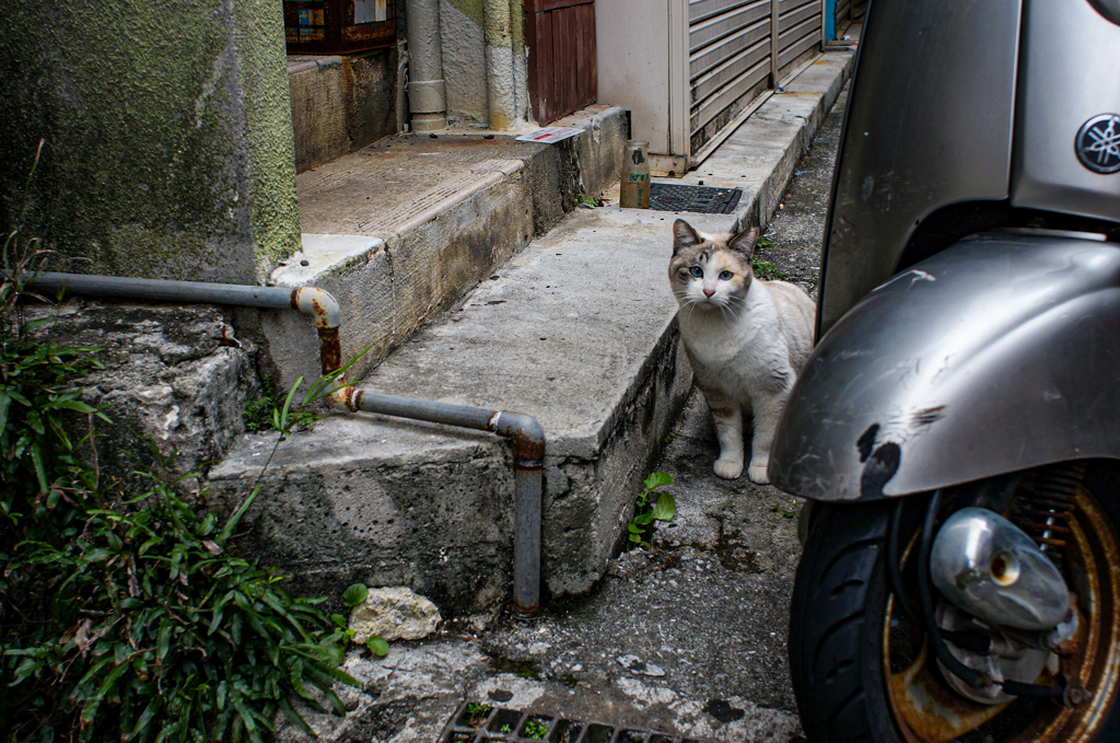 NEX-6