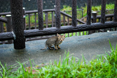 ねこ