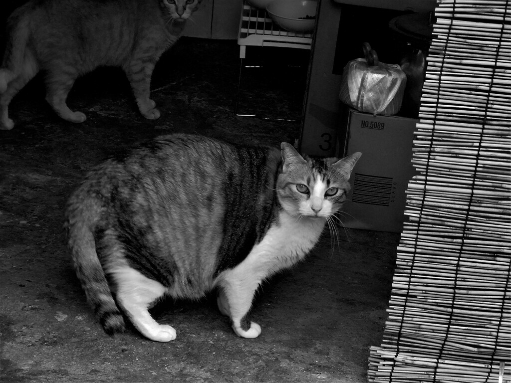 ねこ