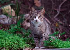 ねこ