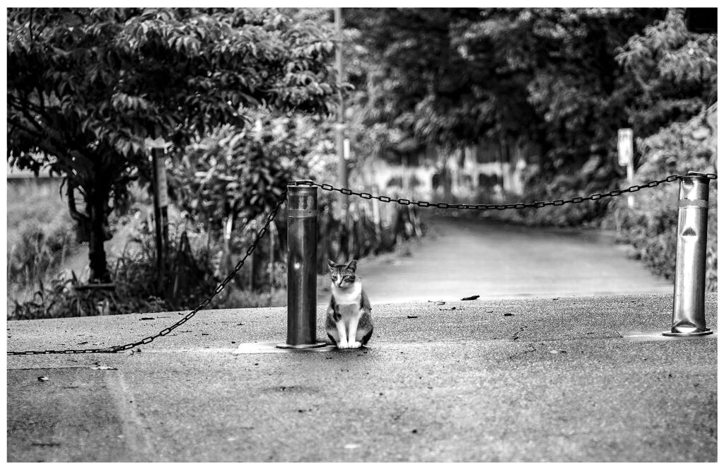 ねこ