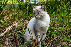ねこ