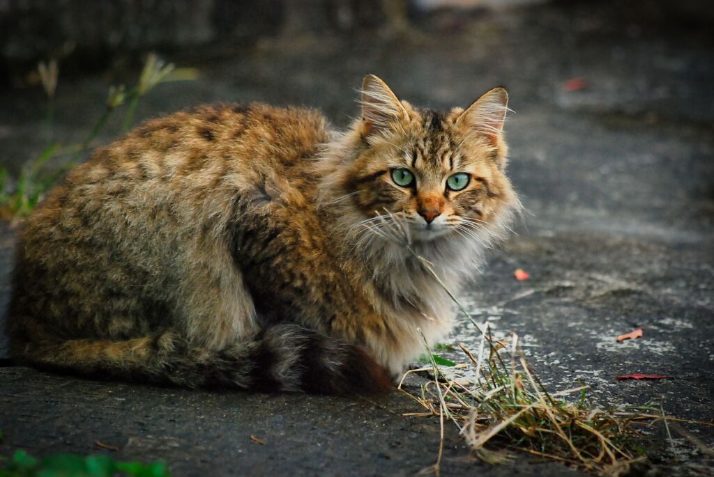 ねこ