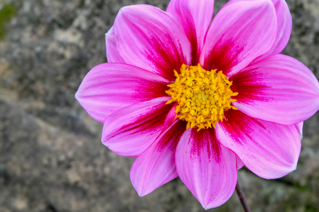 花　X-E1