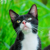 ねこ