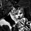 monochrome