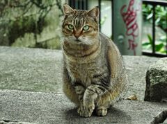 ねこ