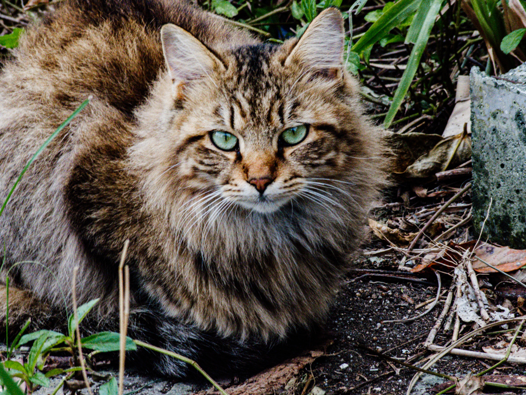 ねこ