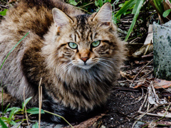 ねこ