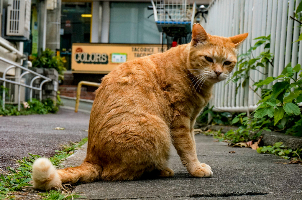 ねこ