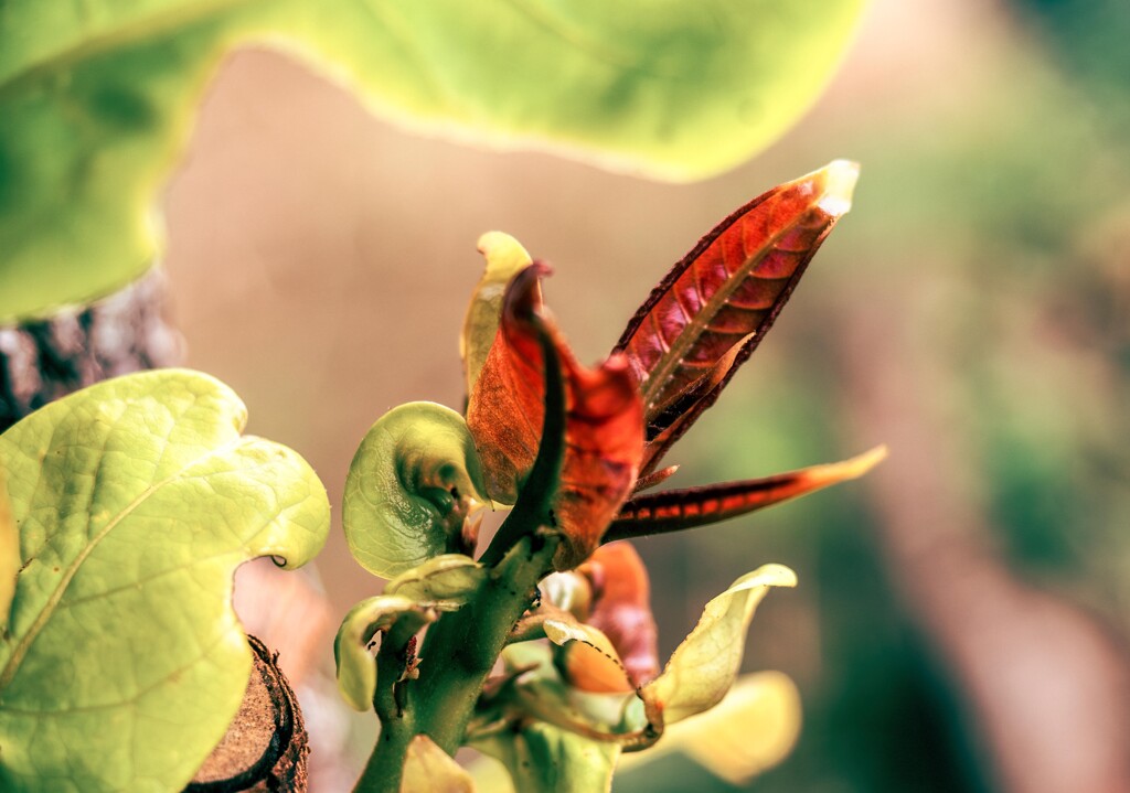 Nature