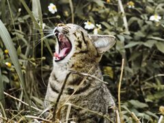 ねこ