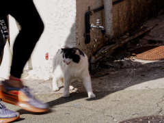 ねこ