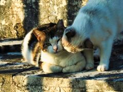 ねこ