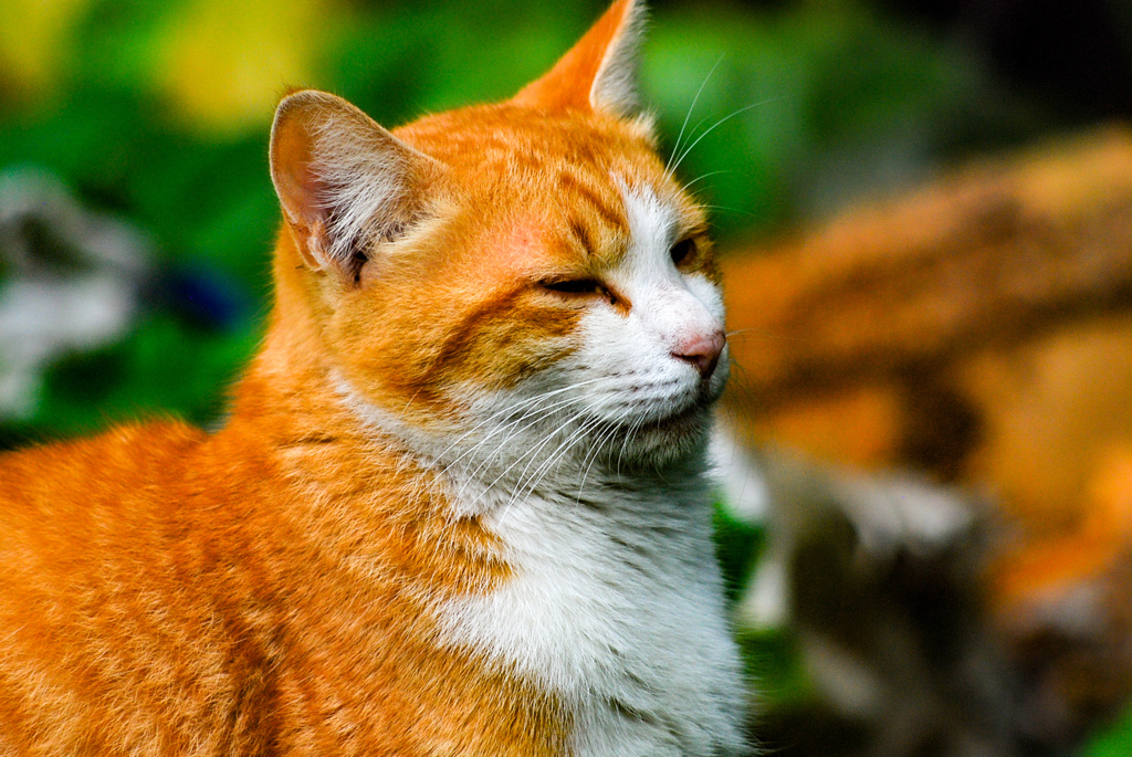 ねこ