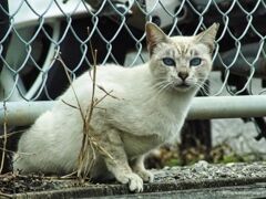 ねこ