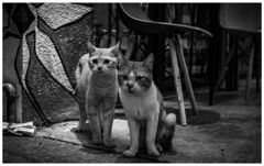 monochrome