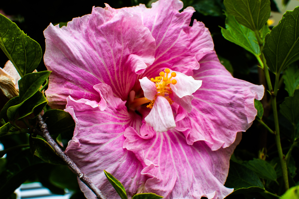 D40　RAW