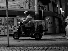 OM-D E-M10
