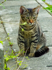 ねこ