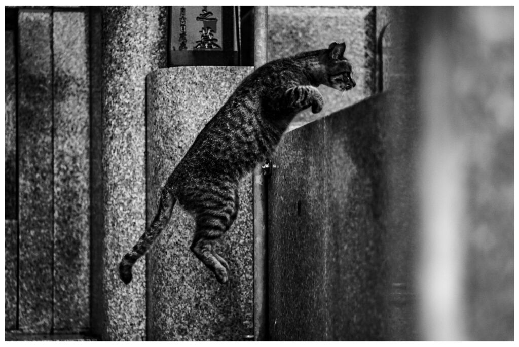 ねこ