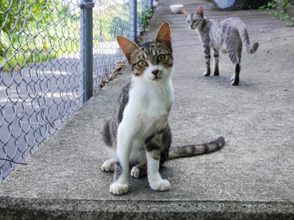 ねこ