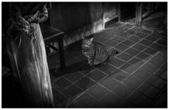 monochrome