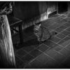 monochrome