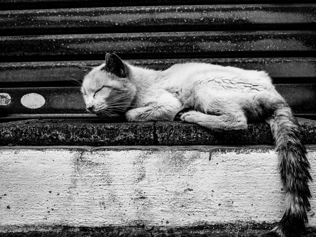 ねこ