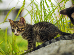 子猫