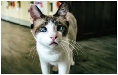 ねこ