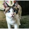 ねこ