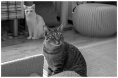 monochrome monochrome