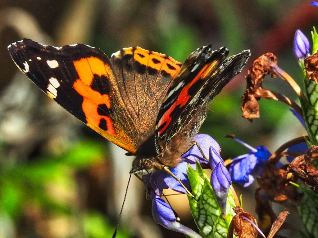 家から５分以内にあるもの撮る