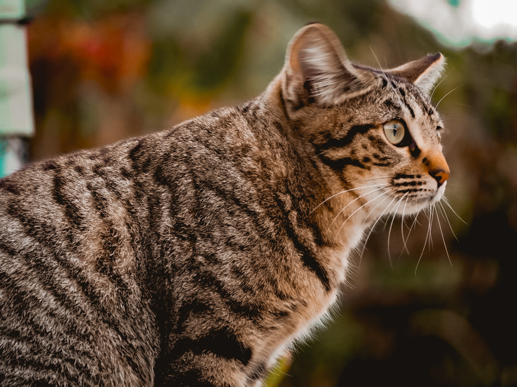 ねこ