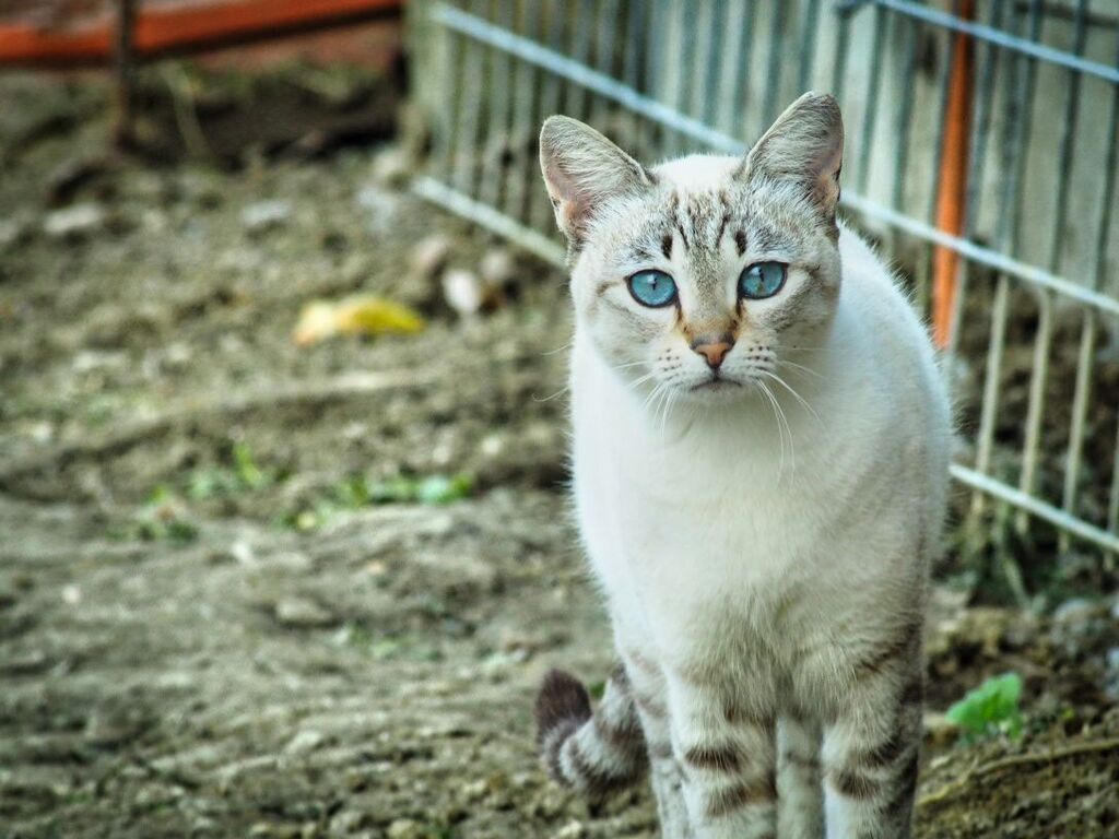 ねこ