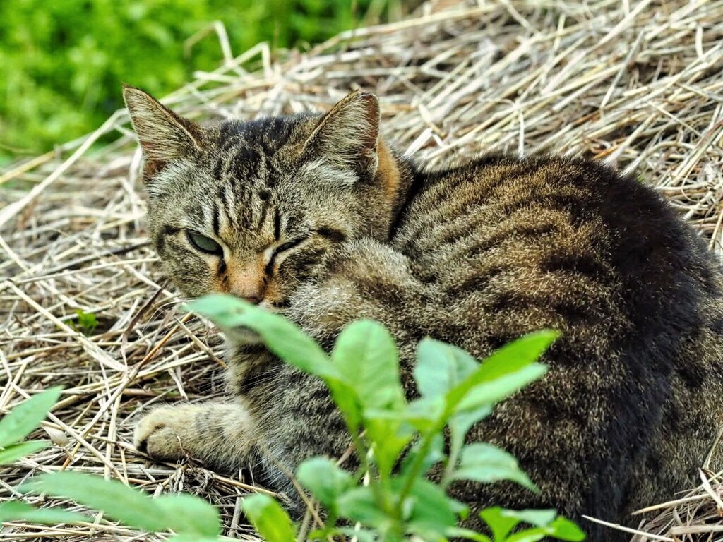 ねこ