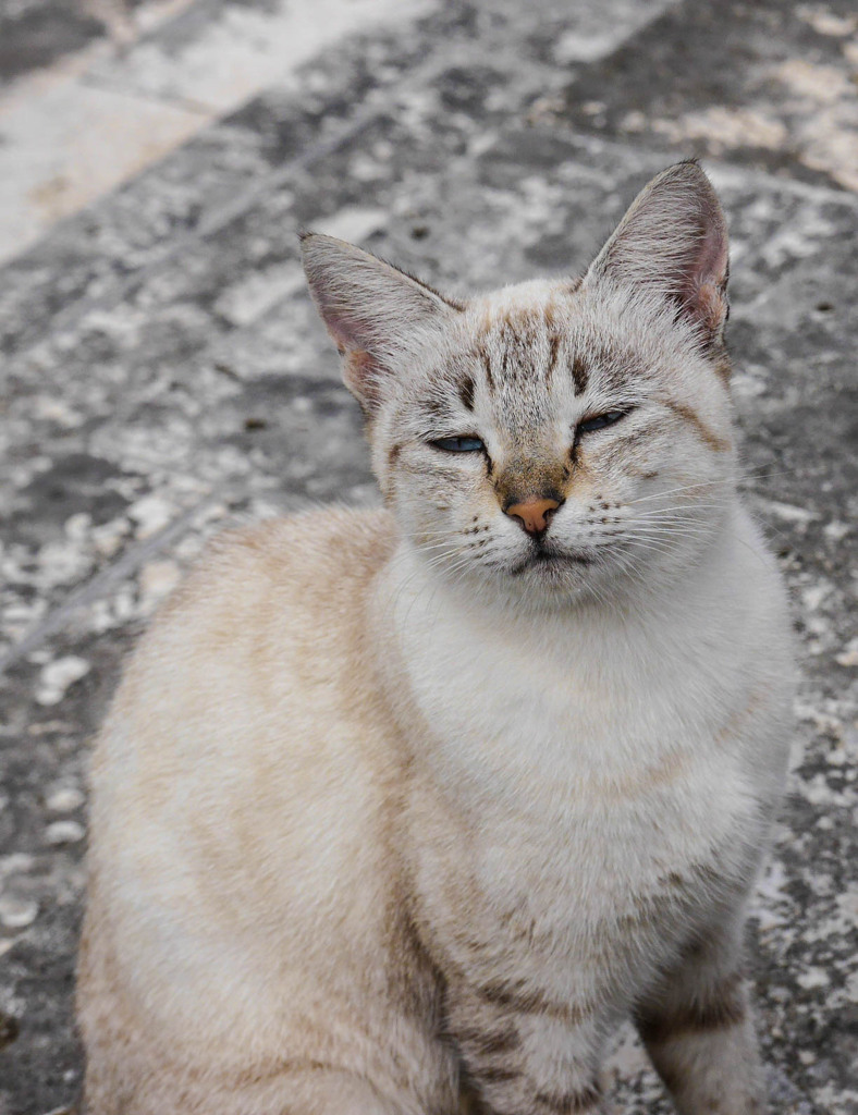 ねこ