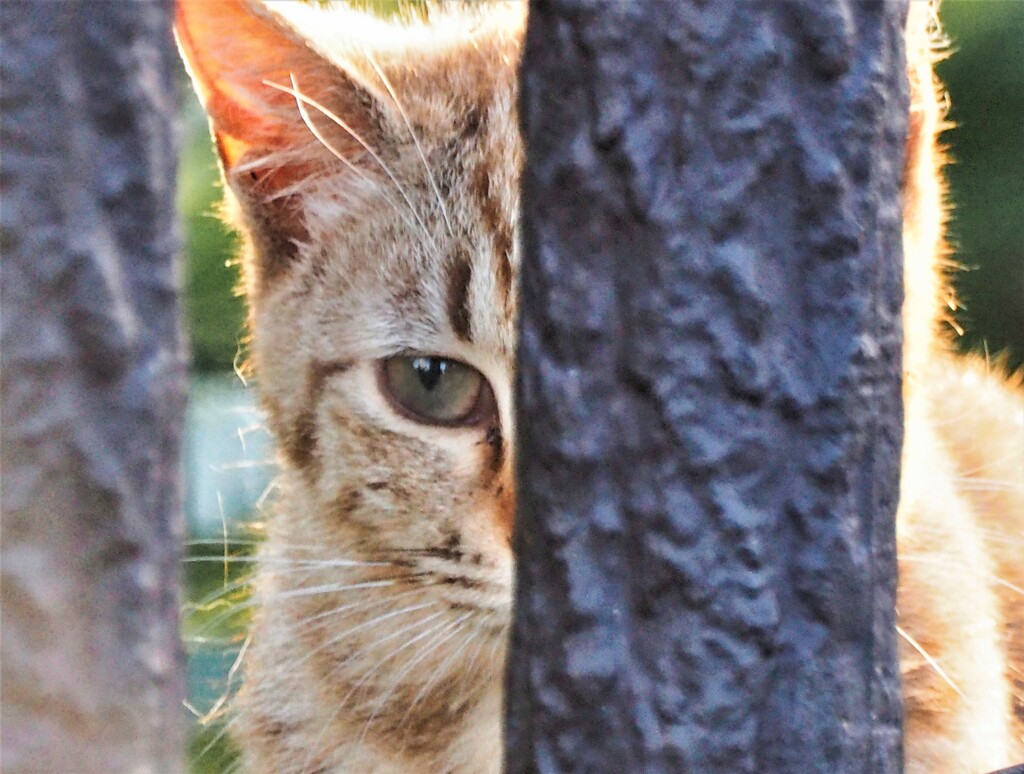 ねこ