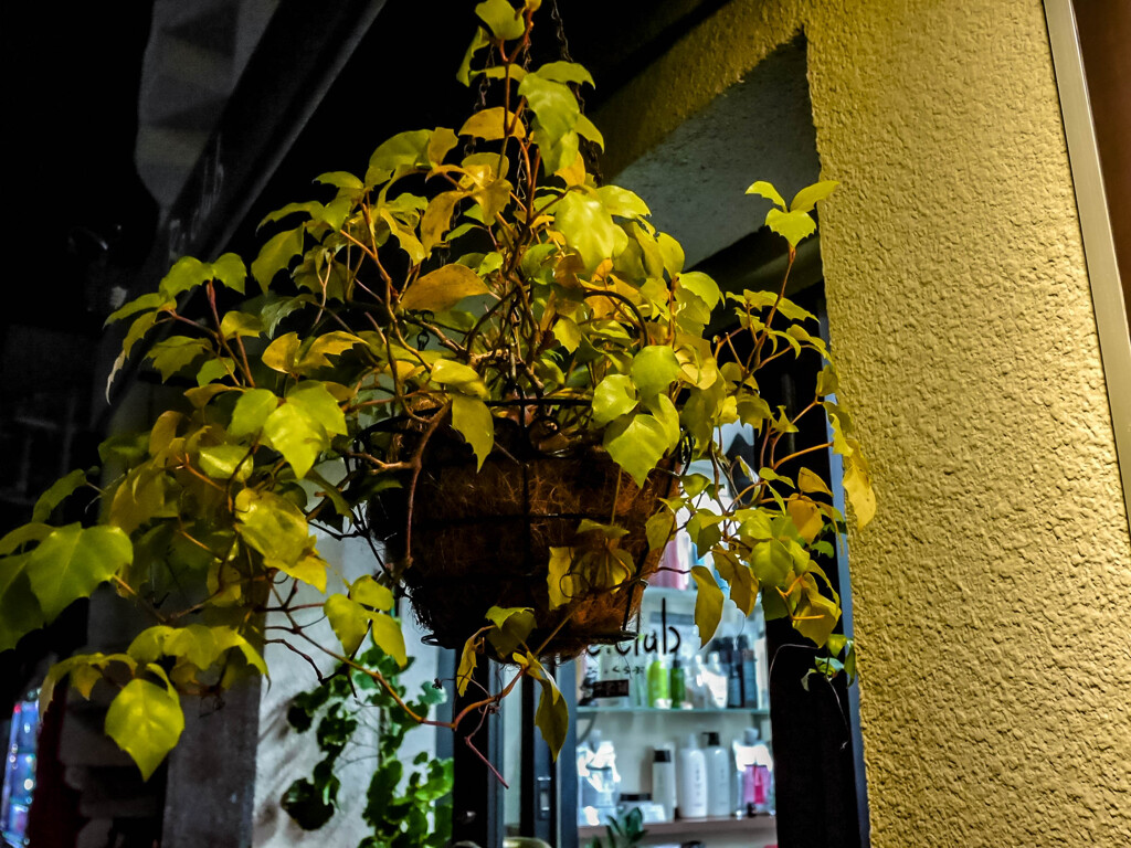 夜の観葉植物