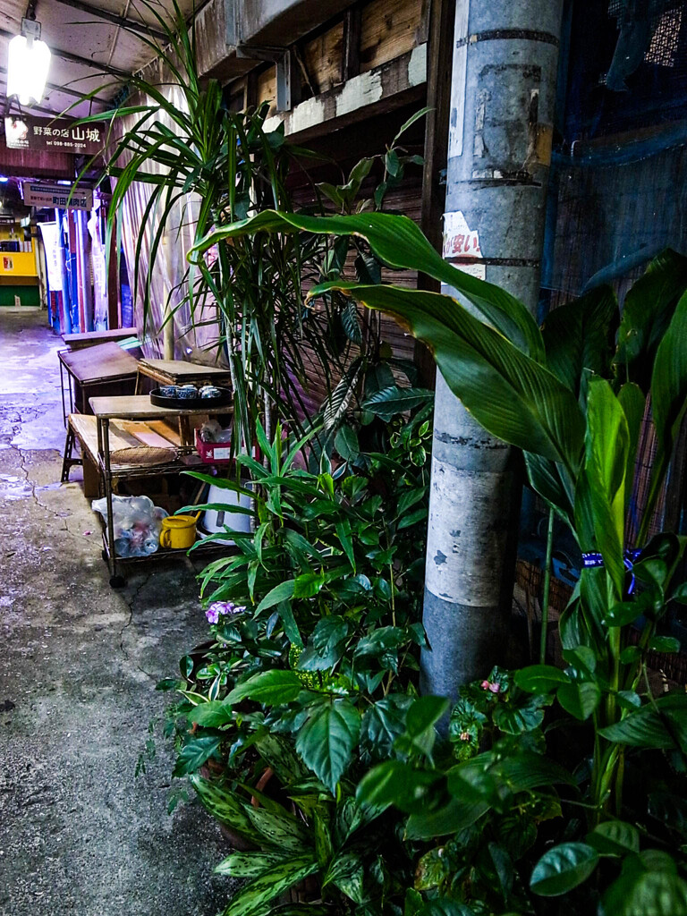 夜の植物