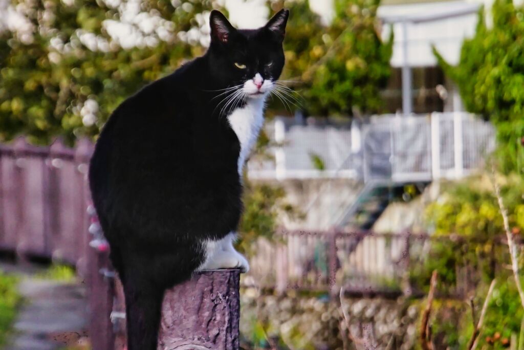 ねこ