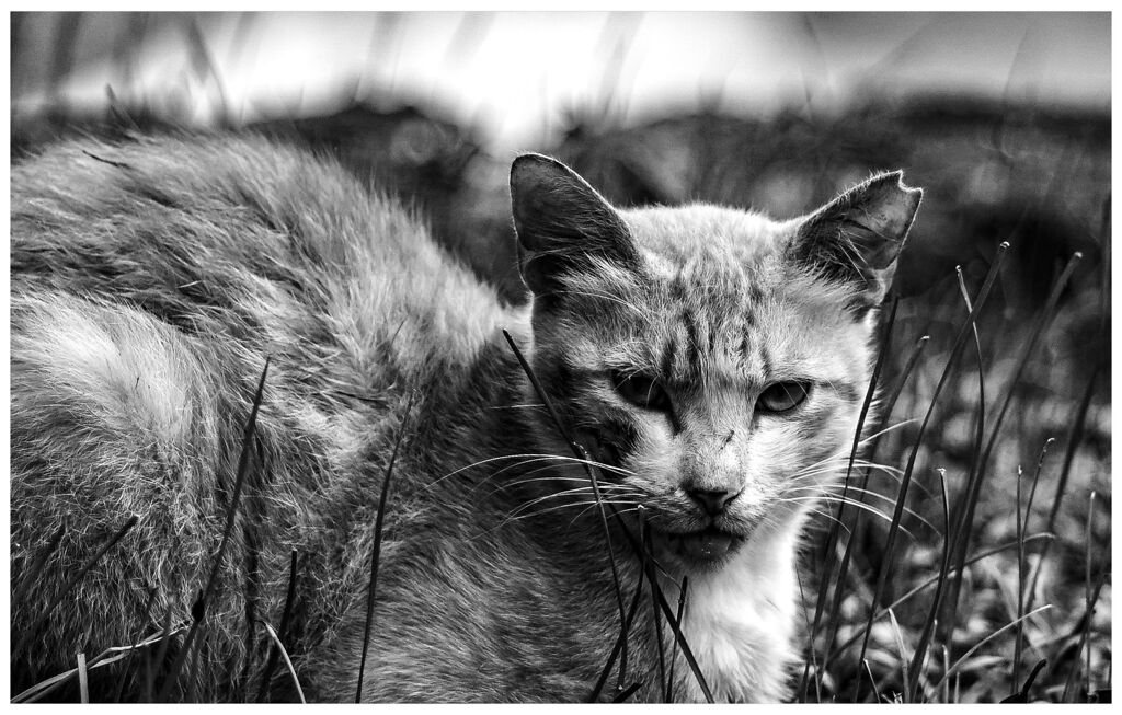 ねこ