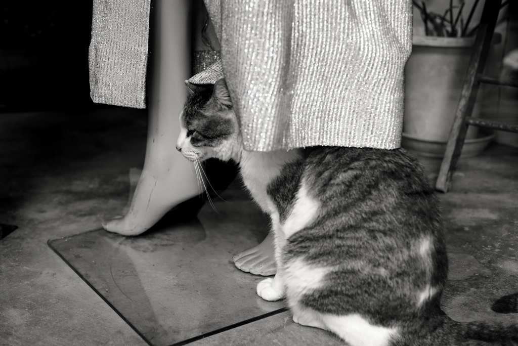 ねこ