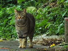 ねこ