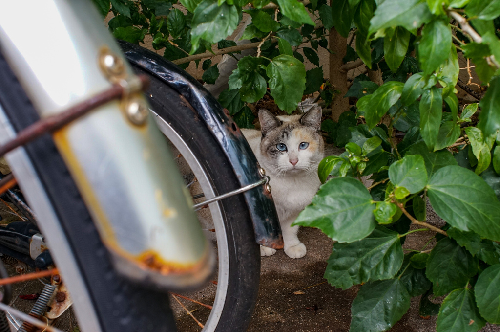 ねこ