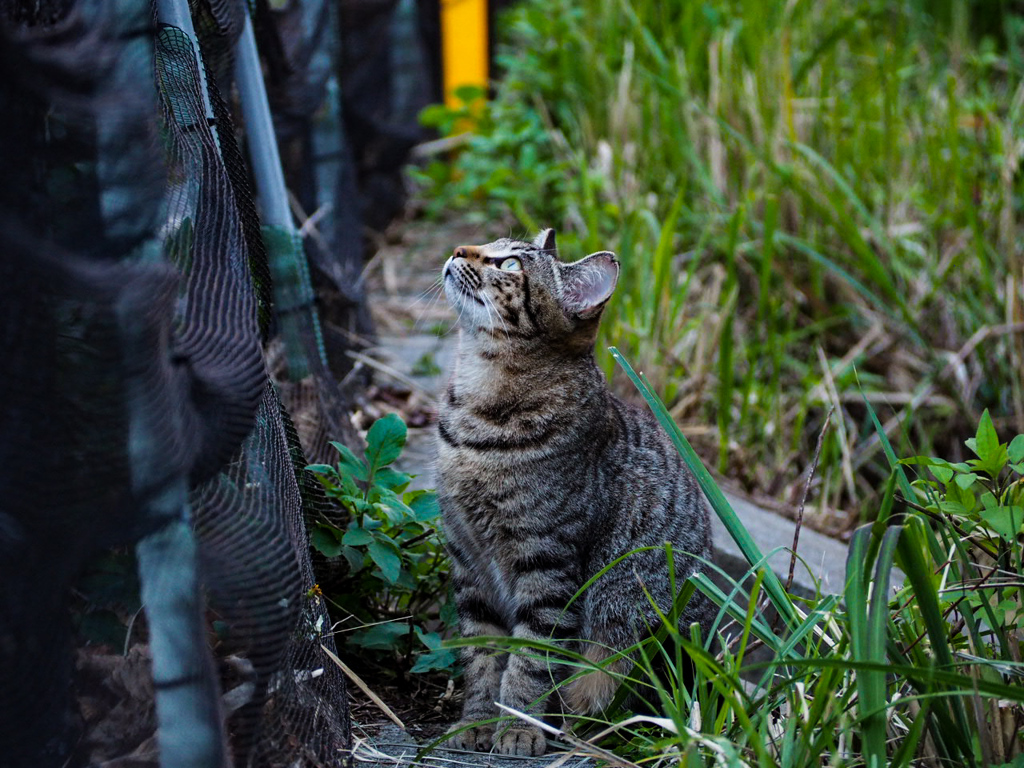 ねこ
