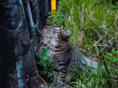 ねこ