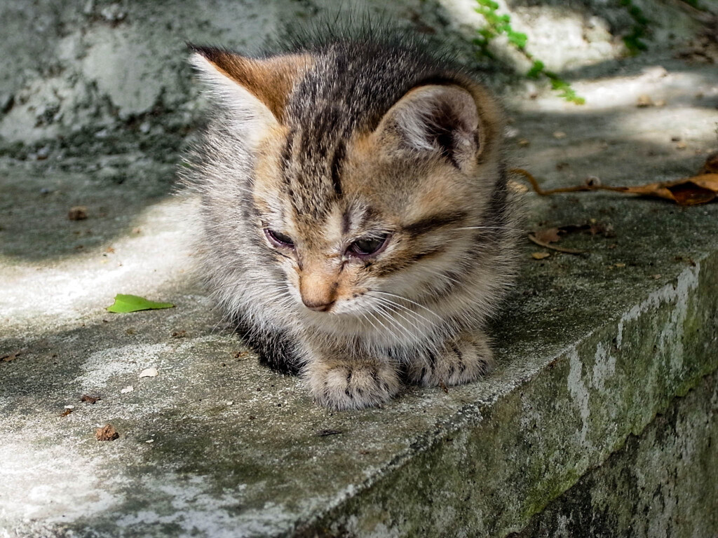 こねこ